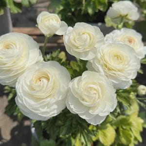 Könnte beinhalten: Nahaufnahme von weißen Ranunkelblüten mit mehreren Schichten zarter Blütenblätter. Die Blüten haben einen cremeweißen Farbton mit einem Hauch von Gelb in der Mitte. Die Blumen sind von grünem Laub umgeben und wirken frisch und natürlich.