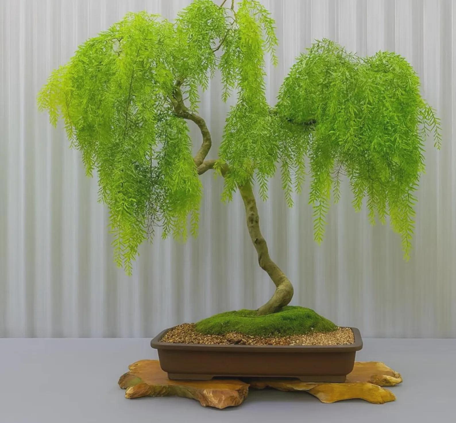 künstlicher bonsai amazon Künstlicher Bonsai】Momo_2 main image 0