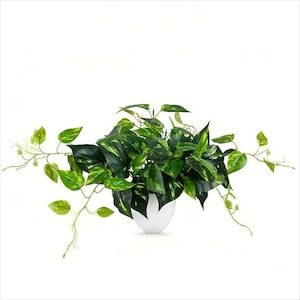 May include: A vibrant green and yellow pothos plant in a white ceramic pot. The plant has large, heart-shaped leaves with yellow variegation. Trailing vines extend from the pot, creating a full, lush appearance. The plant is set against a clean white background.