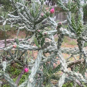 Cholla cactus - Etsy 日本