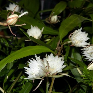 Op de afbeelding: Close-up van een nachtbloeiende cereusplant met verschillende witte bloemen in volle bloei. De bloemen hebben delicate, stekelige bloemblaadjes en zijn omgeven door groene bladeren. Sommige knoppen zijn ook zichtbaar.