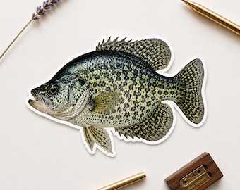 Crappie Fish Sticker, Freshwater fishing Decal, Angler Gift for Tackle Box, cooler, Fisherman
