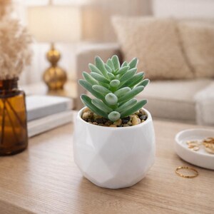 Peut inclure: Une petite plante succulente vert clair dans un pot en céramique blanc géométrique. Le pot est rempli de petits galets. La plante est posée sur une surface en bois, avec un arrière-plan flou d'un canapé et d'une lampe.