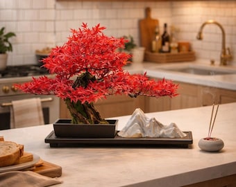 Red Japanese Maple Bonsai Shin Deshojo Type Chokkan Style 20" Tall - Etsy