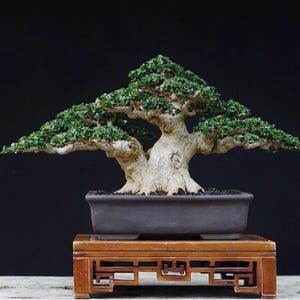 Pode incluir: Um bonsai com um tronco grosso, de cor clara e texturizado, com múltiplos ramos espalhados cobertos por pequenas folhas verdes densas. A árvore está plantada num vaso retangular de cerâmica cinzento-escuro, sobre um suporte de madeira.
