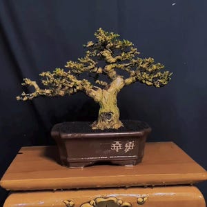 May include: A bonsai tree with a thick, textured trunk and lush green foliage. The tree is planted in a brown rectangular pot with Chinese characters. It sits on a wooden stand with decorative gold accents, against a dark background.