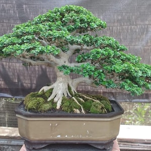 Bonsai Premna Microphylla di piccole dimensioni