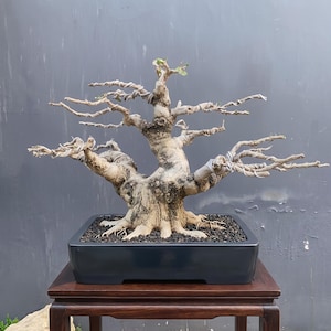 Albero bonsai Real Pict Premna Microphylla medio - Altezza 32 cm Tronco 32 cm