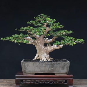 Può includere: Un bonsai con un tronco spesso, chiaro e strutturato, dotato di molteplici rami orizzontali coperti da piccole foglie verdi. L'albero è piantato in un vaso rettangolare in ceramica grigia usurata, poggiato su un supporto in legno scuro.