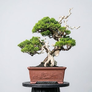 Könnte beinhalten: Ein sorgfältig gefertigter Bonsai-Baum mit leuchtend grünem Laub und auffälligen, verwitterten weißen Ästen. Der Baum ist in einem rechteckigen, rotbraunen Topf mit detailliertem Reliefmuster gepflanzt. Der Bonsai wird auf einem schwarzen Sockel präsentiert.