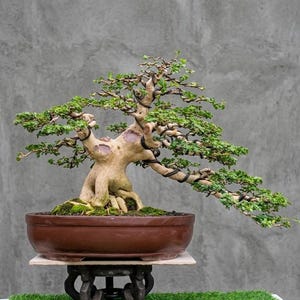 May include: A bonsai tree with a thick, light-colored trunk and textured bark, featuring small green leaves and dark wire training branches. The tree is planted in a wide, oval-shaped brown ceramic pot, which rests on a dark wooden stand.
