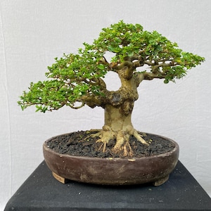 Real Pict Bonsai Tree Premna Microphylla | Small Size 21cm