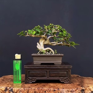 Pode incluir: Um pequeno bonsai com um tronco grosso e retorcido de cor clara e folhas verdes densas, plantado num vaso retangular de cerâmica castanha. Um isqueiro retangular verde brilhante está colocado ao lado do vaso para escala num suporte de madeira.