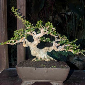 Árbol Bonsái Real Premna Microphylla Tronco Maduro 17 cm