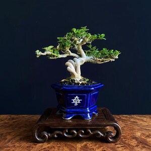 Può includere: Un bonsai con un tronco chiaro e attorcigliato e piccole foglie verdi, piantato in un vaso di ceramica blu profondo esagonale con un simbolo bianco sul davanti. Il vaso poggia su un supporto da esposizione in legno intagliato marrone.