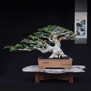 Bonsai Premna Microphylla Medium 40cm Mature Live Plant | Actual Tree
