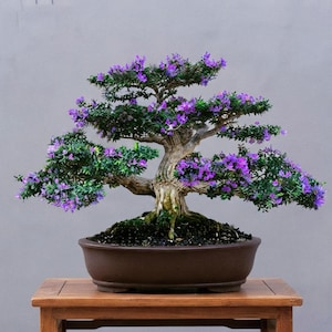 Real Pict Desmodium Blue Bell Bonsai Tree - Medium