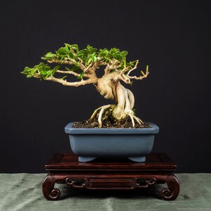 Può includere: Un bonsai con un tronco spesso, ritorto e di colore chiaro con piccole foglie verdi, piantato in un vaso rettangolare in ceramica grigio opaco. Il vaso poggia su un supporto in legno marrone scuro con piedi intagliati su sfondo nero.