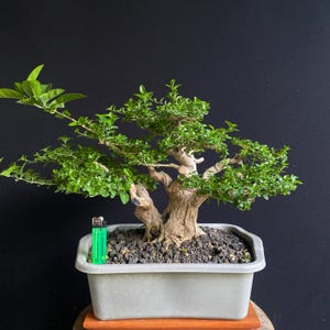 Może przedstawiać: Drzewko bonsai z grubym, teksturowanym, jasnobrązowym pniem i gęstym zielonym listowiem, posadzone w prostokątnej szarej plastikowej doniczce wypełnionej ciemną ziemią. Jasnozielona prostokątna zapalniczka służy jako punkt odniesienia skali.