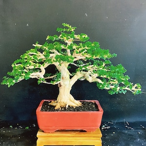 Może przedstawiać: Drzewko bonsai o grubym, teksturowanym, jasnym pniu i licznych gałęziach pokrytych małymi, żywo zielonymi liśćmi. Drzewko jest posadzone w prostokątnej, ceramicznej doniczce w kolorze terakoty, wypełnionej ciemną, gruboziarnistą ziemią.