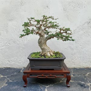 Real Pict Premna Microphylla Bonsai Tree Medium - Höjd 40 cm Stam 32 cm