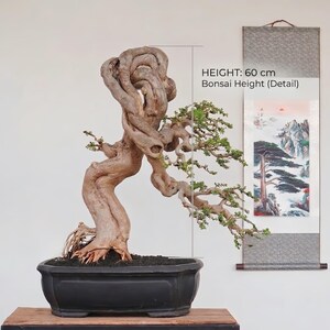 Può includere: Un bonsai con un tronco spesso, contorto e marrone chiaro con radici esposte, piantato in un vaso rettangolare nero. L'albero presenta piccole foglie verdi su rami estesi. Il testo indica HEIGHT: 60 cm Bonsai Height (Detail).