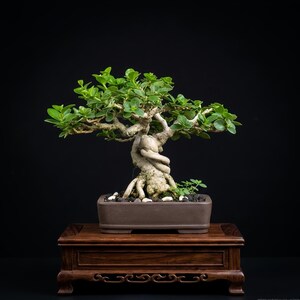 Pode incluir: Um bonsai com um tronco grosso, retorcido e de cor clara, com folhas verde-vibrantes, plantado num vaso retangular de cerâmica castanha cheio de terra escura e pequenas pedras brancas. A árvore repousa sobre um suporte de madeira.