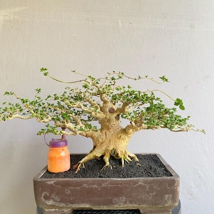 Vero Pict Premna Microphylla Bonsai di medie dimensioni 32 cm di tronco grande