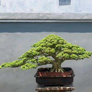 Echter Premna Microphylla Bonsai-Baum – Gut ausbalancierter, großer Stamm