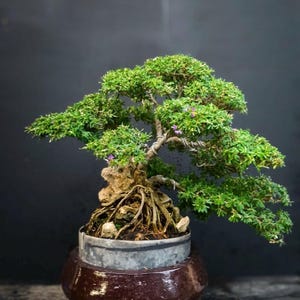 Real Pict Desmodium Blue Bell Ontherock Bonsai Tree Medium