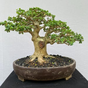 Real Pict Bonsai Tree Premna Microphylla Big Trunk Small Size