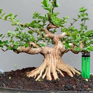 Premna Microphylla Material Bonsai Tree | Potential Mame And Small Size