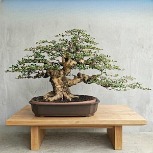 Drzewko Bonsai Carmona Retusa | Hokiantea Duży pień średniej wielkości