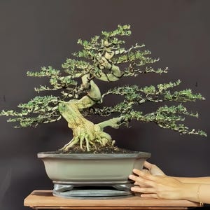 Echte Pict Desmodium Blue Bell Bonsai boom - Dikke stam, middelgrote
