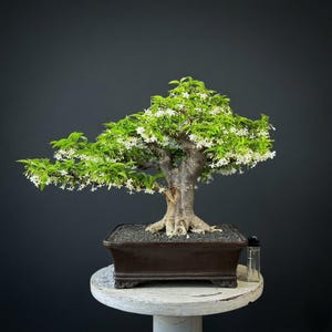 szechuan pepper bonsai Bonsai Zanthoxylum Forest (Chinese Pepper) 3pp  Secret Garden Plant Shop