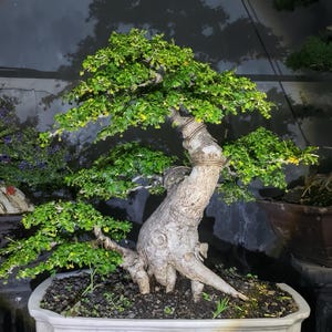 Albero bonsai di Carmona Retusa / Hokiantea - Tronco medio-grande