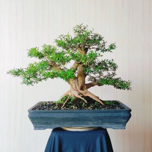 Bonsai di Desmodium Blue Bell di piccole dimensioni con tronco grande
