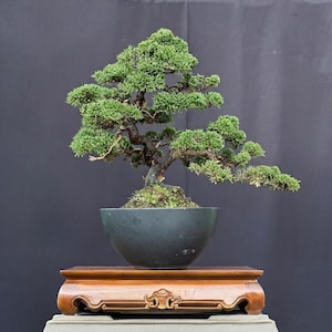 Op de afbeelding: Een miniatuur jeneverbes bonsai met dicht groen blad en een gedraaide, donkerbruine stam. De boom is geplant in een gladde, donkergrijze, komvormige keramische pot, die rust op een rechthoekige, gesneden houten standaard met gebogen voeten.