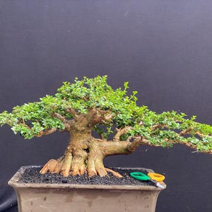 Real Pict Premna Microphylla Bonsai Tree - Medium Trunk 15inch