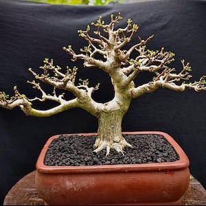 Premna Microphylla Bonsai Baum Kleine Größe | Lebende Pflanze Outdoor