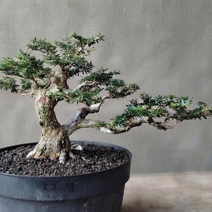 Real Pict Desmodium Blue Bell Bonsai Tree Small Size 24cm | Semi Cascade
