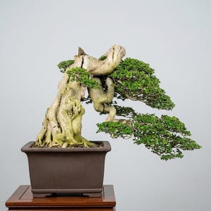 May include: A bonsai tree with a thick, weathered, light-colored trunk and textured bark, featuring dense layers of small, vibrant green leaves. The tree is planted in a rectangular, dark brown ceramic pot with a smooth, matte finish.