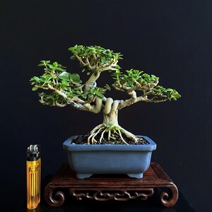 Può includere: Un bonsai di Portulacaria afra con un tronco spesso di colore chiaro e radici esposte, piantato in un vaso rettangolare in ceramica blu opaco. L'albero presenta piccole foglie verdi arrotondate ed è posizionato accanto a un accendino giallo.