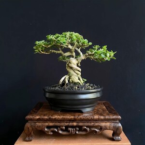 Può includere: Un bonsai con un tronco spesso, ritorto e di colore chiaro, con piccole foglie verde brillante. L'albero è piantato in un vaso ovale in ceramica nero opaco riempito di terra scura, poggiato su un supporto decorativo in legno scuro intagliato.