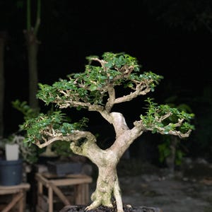Albero Bonsai Premna Microphylla misura piccola 20 cm