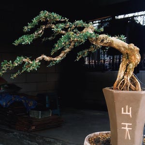 May include: A bonsai tree with a thick, textured, light brown trunk and exposed roots, featuring long, sweeping branches covered in small green leaves. The tree is planted in a tall, hexagonal, matte brown ceramic pot with white Chinese characters.