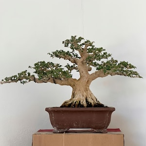 Può includere: Un bonsai con un tronco spesso, strutturato e marrone chiaro, con rami ampiamente distesi coperti da piccole foglie verdi dense. L'albero è piantato in un vaso rettangolare in ceramica marrone scuro dotato di quattro piccoli piedini.