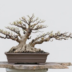 May include: A well-established bonsai tree, featuring a twisted trunk and carefully sculpted branches. The tree is housed in a rectangular brown pot and rests on a wooden surface. The branches extend outwards, forming a balanced, artistic shape. The tree is a symbol of tranquility.