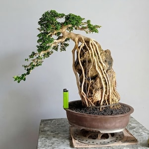 May include: A bonsai tree with green leaves and exposed roots cascading down a textured rock. The tree is planted in a brown ceramic pot. A green lighter is next to the pot.