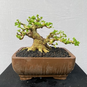 Real Pict - Bonsai Tree Premna Microphylla Material | Mame Size Potential